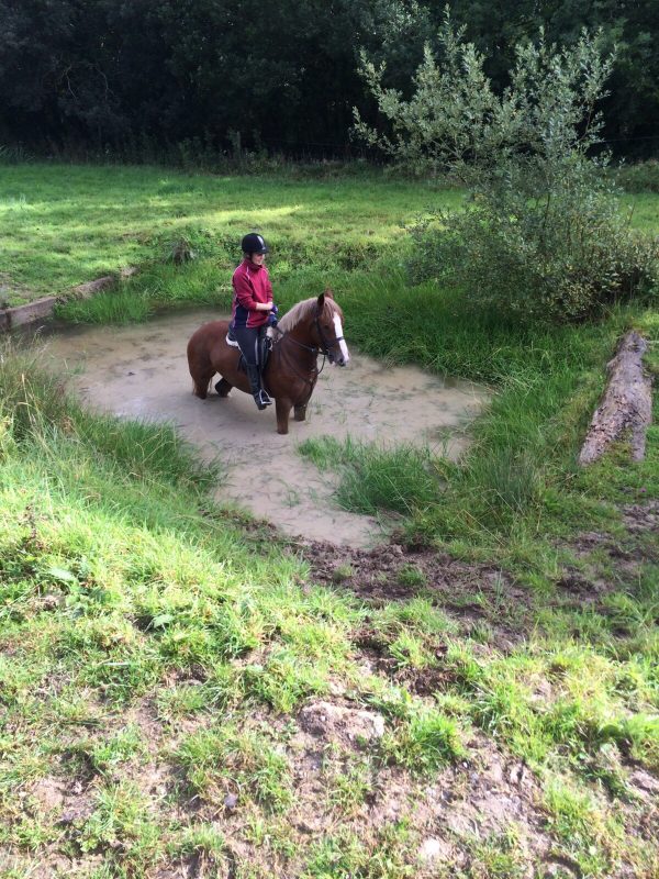 Bombproof Cob for sale