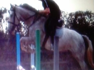 Riding Club horse for sale