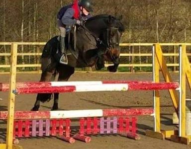 15hh 8yr Old Connemara