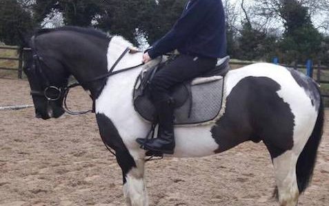 16.1hh 5yr Old