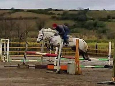 Full Connemara potential Eventer