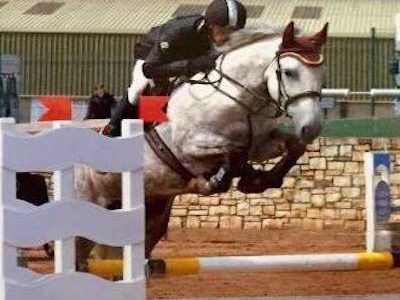 Stunning 16.2hh Hunter