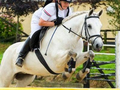 Full Connemara 15.1hh All