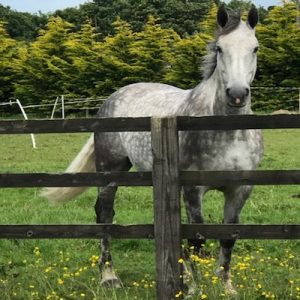 Fabulous 3/4 draught 7yr Old 16.1hh