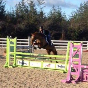 Lovely 12yr Old 16.1hh ISH All-rounder for sale