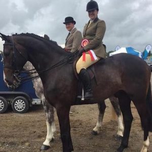 Competition Horse for sale