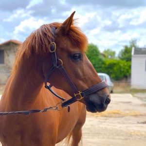 13.2hh super pony club all-rounder