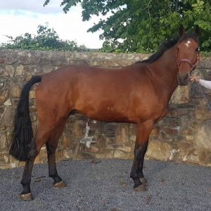 5yr Old 16.1hh Competitive Easy All-Rounder