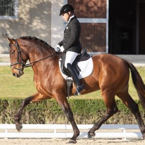 4yr Old Spanish P.R.E Stallion Category: Horses Tags: All-rounder for sale, Competition Horse for sale, Dressage horse for sale, horses for sale, nagero irish sport horses, Spanish PRE Stallion for sale, stallion for sale Description Additional Information Product Description