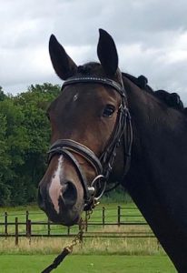 Irish Sport Horses For Sale