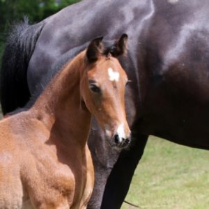 Powerful filly with impeccable breeding