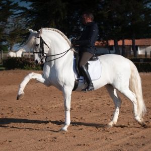 Spanish PRE Stallion for sale