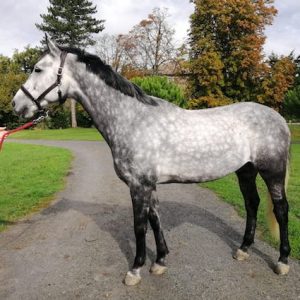 Top Jumping Gelding 10yr Old for Sale