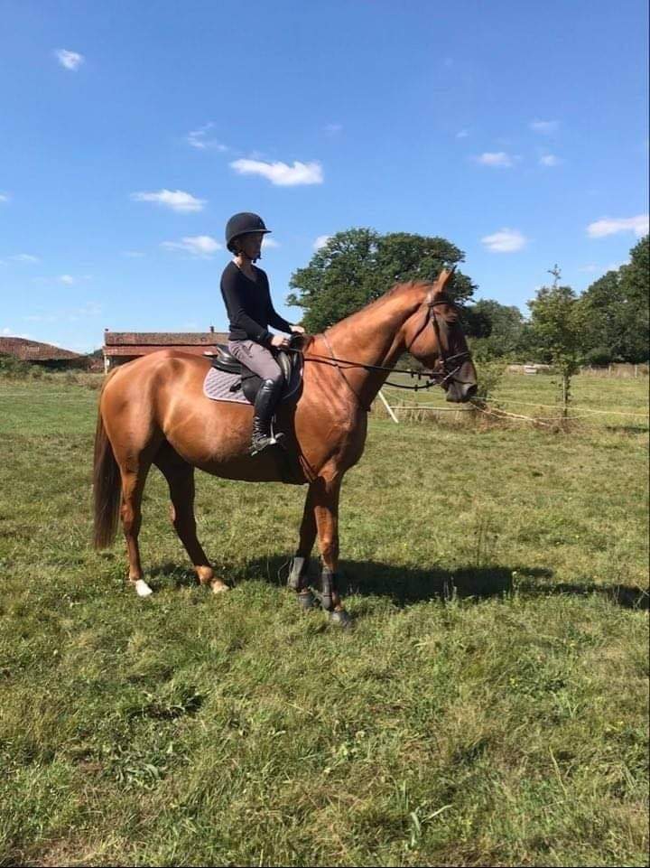 Superb 16.3hh ISH 7 year old 4