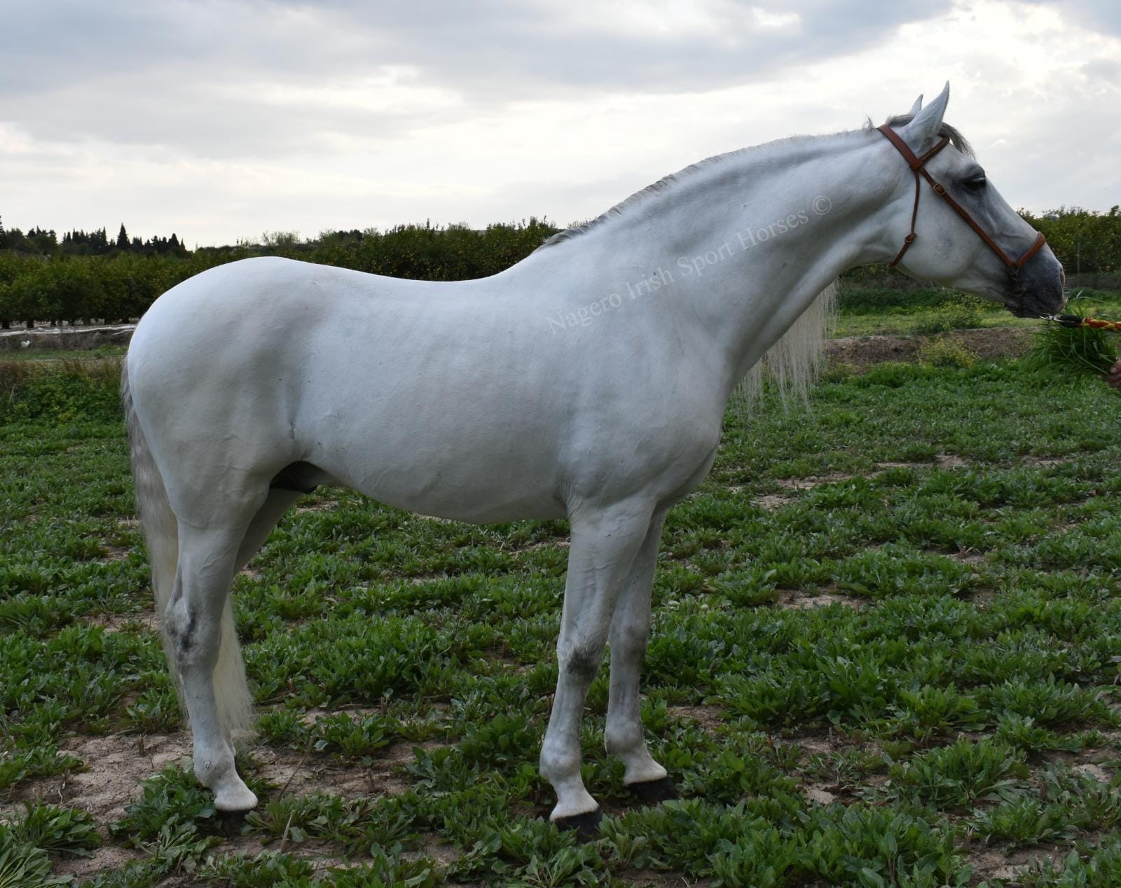 Stunning PRE with looks and temperament 18