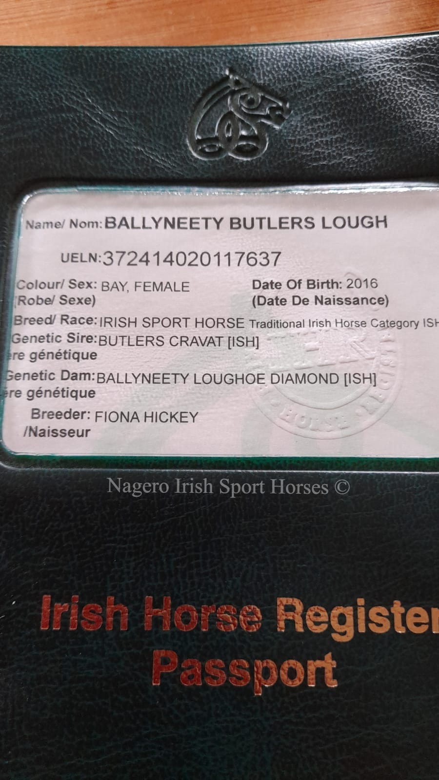 15.2hh 5 year old Mare 1