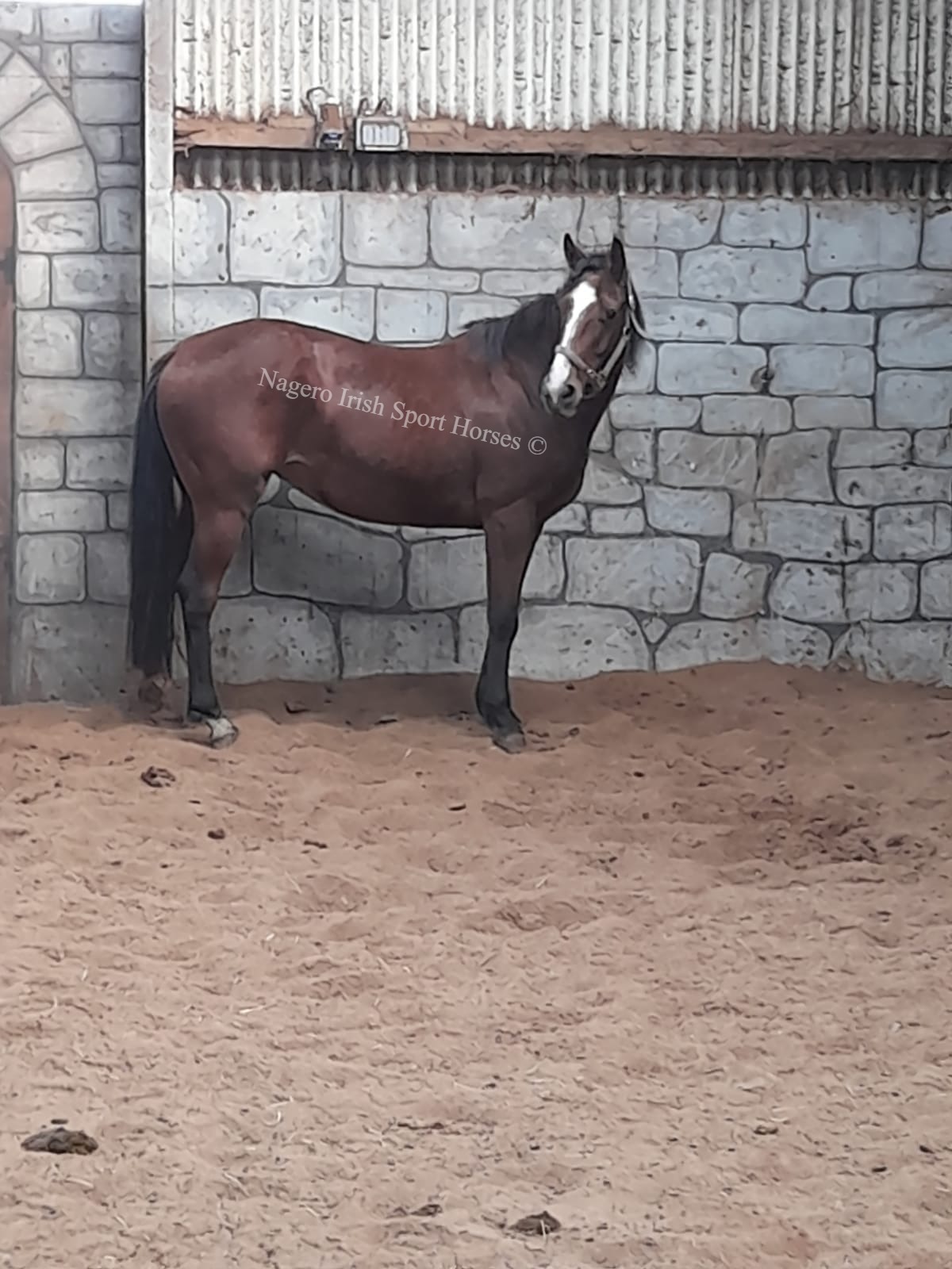 15.2hh 5 year old Mare 2