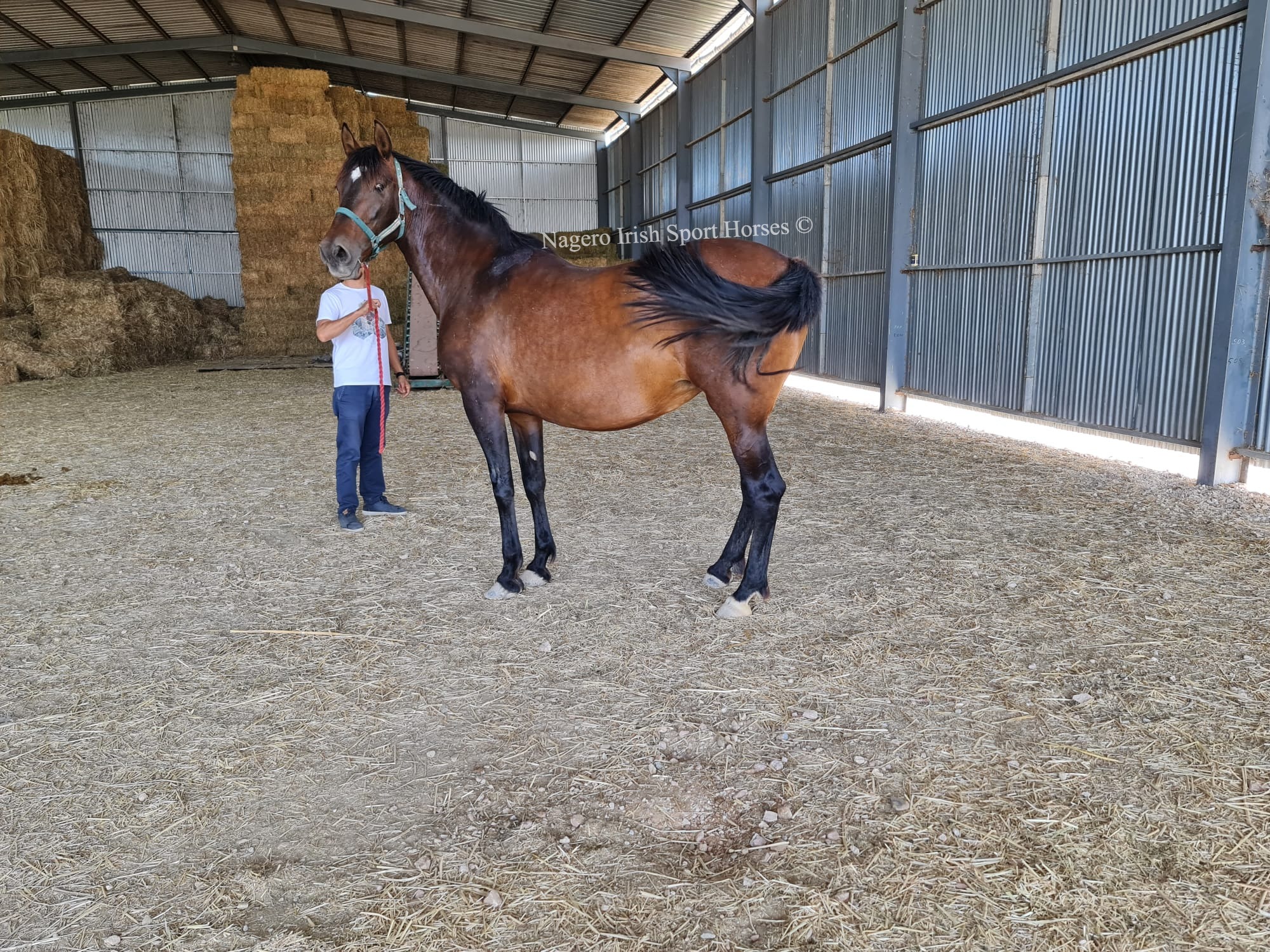 Top Quality PRE Broodmare 7