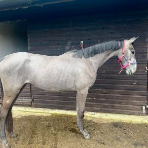 Exceptional 3yr old filly with super bloodlines £7,000