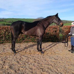 Quality ISH just backed 17.1hh 4 year old €16,500
