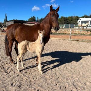 Exceptional Palomino foal to make 16.3hh €6,600