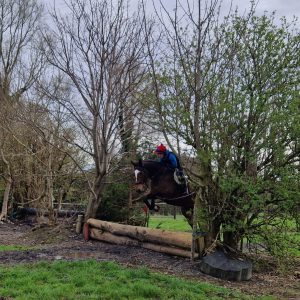 16.1hh 6 year old Bombproof TB gelding €3,000