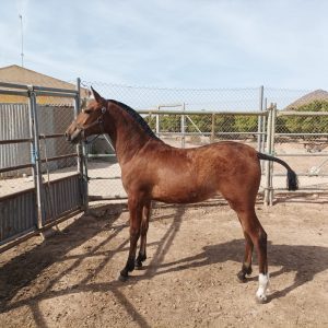Fabulous PRE filly standing at 150cm €3,500