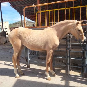 Super flashy 2yr old filly palomino €5,000