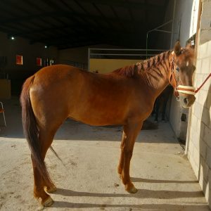 Genuine and safe 14.3hh mare €4,500