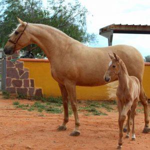 Superb Palomino mare and  2 month old Palomino foal €18,000