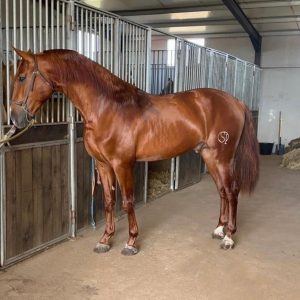 Beautiful 3yr old Chestnut stallion €11,000