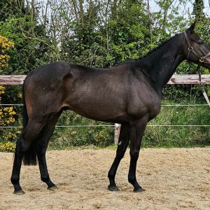 Sweet and easy 16hh 5yo gelding €10,000