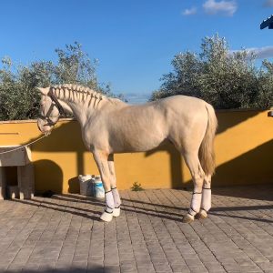 Rising 3yr old Albino Colt €6,000