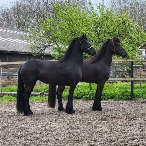 Smashing pair of 3/4 year old registered Friesians €20,000