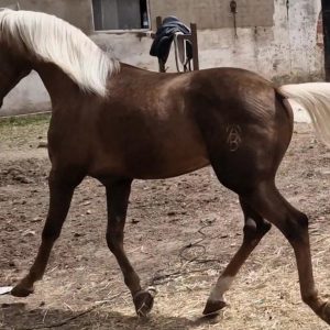Gorgeous rising 3yr old Colt €7,500