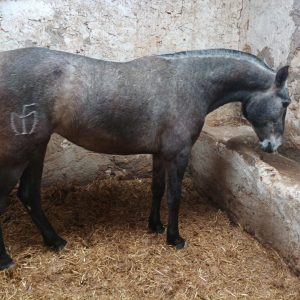 Lovely 3 year old PRE filly €7,000