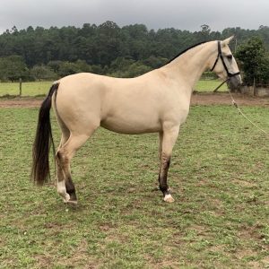 ****SOLD TO UK****Amazing ride & drive 16.3hh Lusitano mare €8,500
