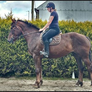 Lovely quality 4yo ISH mare €8,500