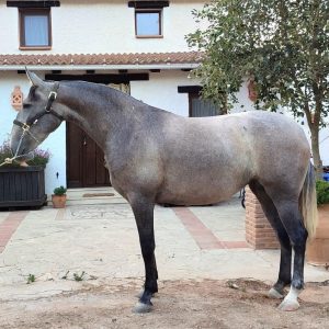 Lovely 5 year old 16.1hh PRE mare €7,000