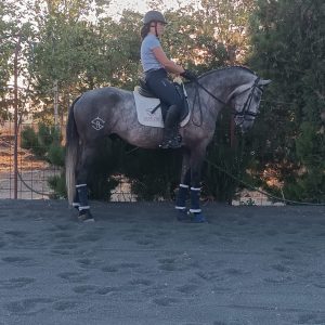 Top Quality 16.2hh 5 year old Lusitano €24,000