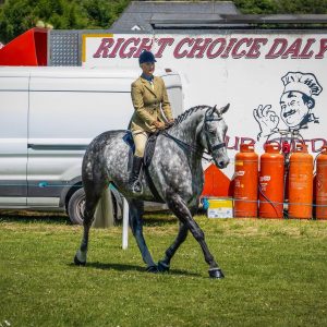 Top Class Show Horse €28,000
