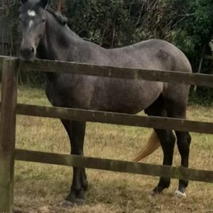Cracking RID X PRE 2 year old gelding €3,850