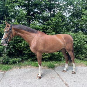 Exceptional KWPN ride & drive gelding €12,000