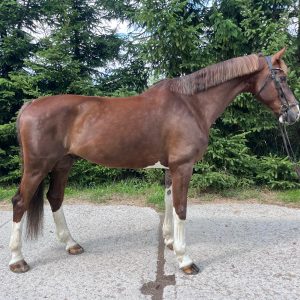 Stunning KWPN ride & drive gelding €12,000