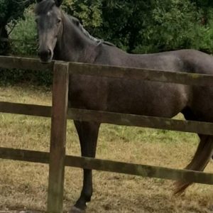 Exceptionally attractive RID X PRE 2yo filly €3,850