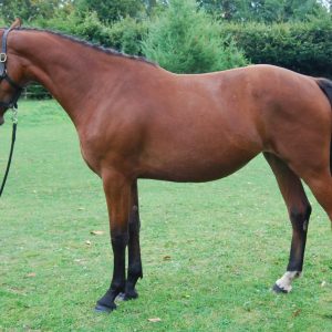 Super smart 2 year old filly €3,800