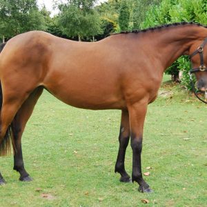 Exceptionally well put together 2yo filly €3,800