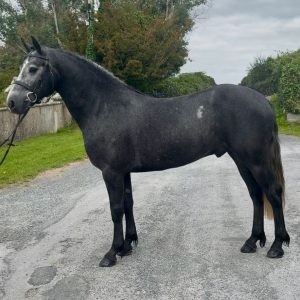 Smashing 15.1hh 5yo Connemara gelding €11,500