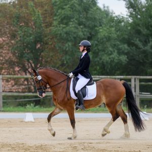 A real Welsh Cob Unicorn €13,200