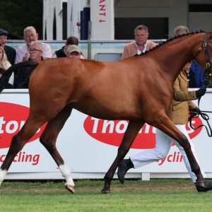 Exquisite exciting competition prospect €13,750